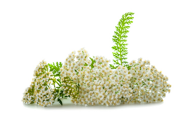 Herba hajdučke trave (Achillea millefolium L. Asteraceae)