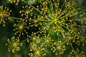 Plod morača (Foeniculum vulgare Mill. Apiaceae)